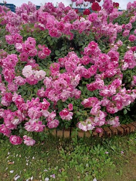 京成バラ園に投稿された画像（2023/5/13）