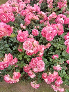 京成バラ園に投稿された画像（2023/5/13）