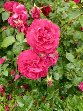 京成バラ園に投稿された画像（2023/5/13）