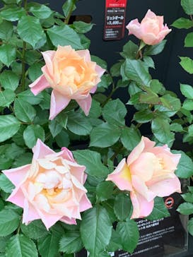 日本庭園　由志園に投稿された画像（2023/5/13）