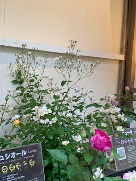 日本庭園　由志園に投稿された画像（2023/5/13）