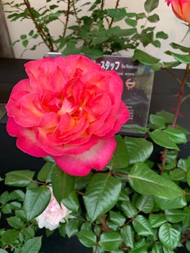 日本庭園　由志園に投稿された画像（2023/5/13）