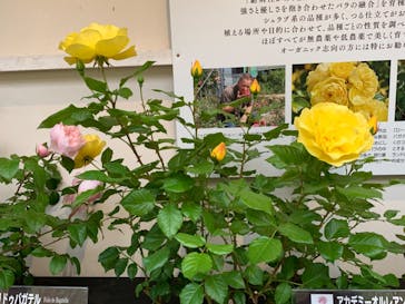 日本庭園　由志園に投稿された画像（2023/5/13）