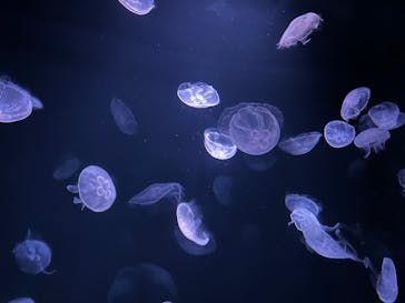 サンシャイン水族館に投稿された画像（2023/5/13）