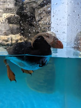 アクアワールド茨城県大洗水族館に投稿された画像（2023/5/13）