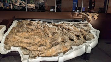 特別展「恐竜博2023」に投稿された画像（2023/5/13）