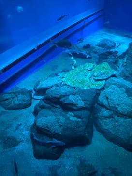 アクアワールド茨城県大洗水族館に投稿された画像（2023/5/13）