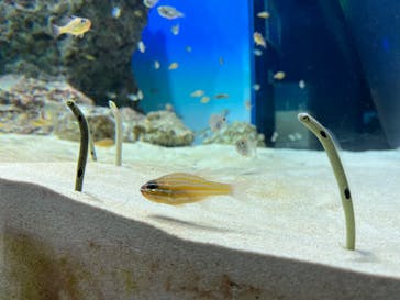 アクアワールド茨城県大洗水族館に投稿された画像（2023/5/13）
