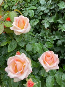 京成バラ園に投稿された画像（2023/5/13）