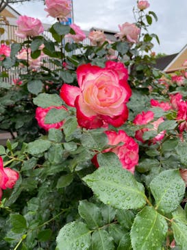 京成バラ園に投稿された画像（2023/5/13）