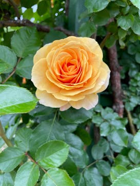 京成バラ園に投稿された画像（2023/5/13）