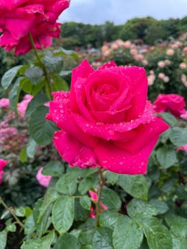 京成バラ園に投稿された画像（2023/5/13）