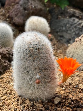 伊豆シャボテン動物公園に投稿された画像（2023/5/13）