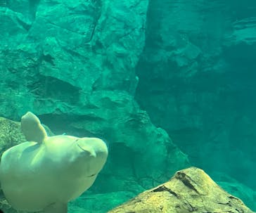 名古屋港水族館に投稿された画像（2023/5/13）