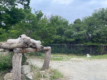 群馬サファリパークに投稿された画像（2023/5/13）