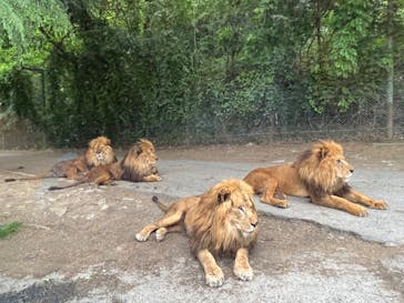 群馬サファリパークに投稿された画像（2023/5/13）