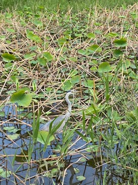 三溪園に投稿された画像（2023/5/13）