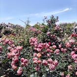 横浜イングリッシュガーデンに投稿された画像（2023/5/13）