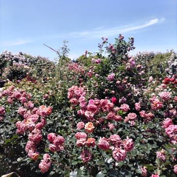 横浜イングリッシュガーデンに投稿された画像（2023/5/13）