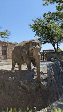 日立市かみね動物園に投稿された画像（2023/5/13）