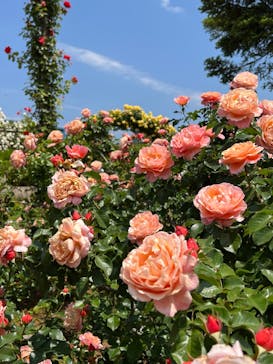 京成バラ園に投稿された画像（2023/5/13）