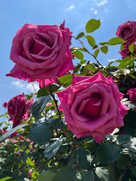 京成バラ園に投稿された画像（2023/5/13）