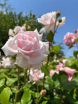 京成バラ園に投稿された画像（2023/5/13）