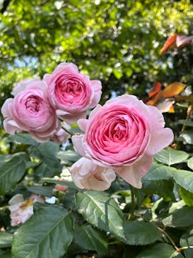 京成バラ園に投稿された画像（2023/5/13）