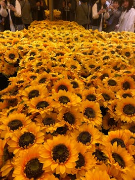 ゴッホ・アライブ神戸に投稿された画像（2023/5/13）