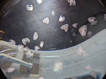 サンシャイン水族館に投稿された画像（2023/5/13）