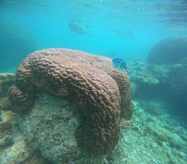 宮古島 ADVENTURE PiPi（ミヤコジマ アドベンチャー ピピ）に投稿された画像（2023/5/13）