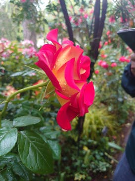 横浜イングリッシュガーデンに投稿された画像（2023/5/13）