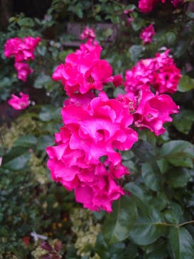 横浜イングリッシュガーデンに投稿された画像（2023/5/13）