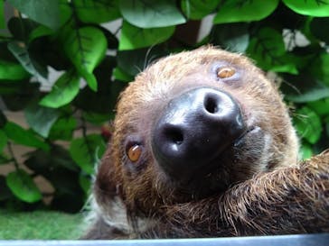 しろとり動物園に投稿された画像（2023/5/13）