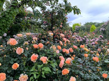 横浜イングリッシュガーデンに投稿された画像（2023/5/13）