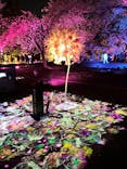 NAKED 桜の新宿御苑 2023に投稿された画像（2023/5/14）
