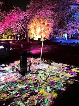 NAKED 桜の新宿御苑 2023に投稿された画像（2023/5/13）