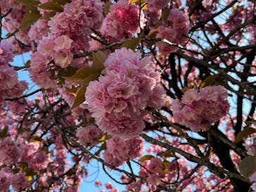 新宿御苑に投稿された画像（2023/4/9）