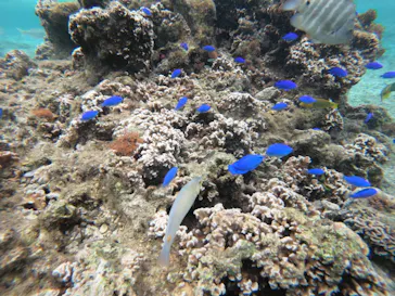 武藤潜水に投稿された画像（2023/5/14）