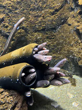仙台うみの杜水族館に投稿された画像（2023/5/14）
