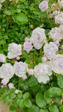 横浜イングリッシュガーデンに投稿された画像（2023/5/14）