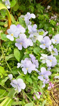 横浜イングリッシュガーデンに投稿された画像（2023/5/14）