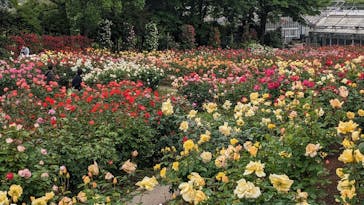 いばらきフラワーパークに投稿された画像（2023/5/14）