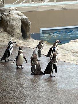 アクアワールド茨城県大洗水族館に投稿された画像（2023/5/14）