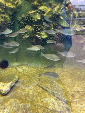 アクアワールド茨城県大洗水族館に投稿された画像（2023/5/14）