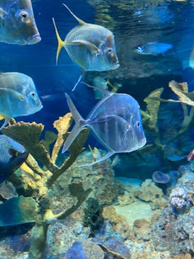 サンシャイン水族館に投稿された画像（2023/5/14）