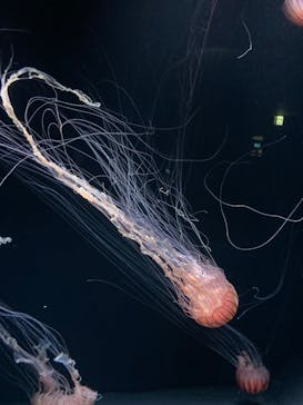 サンシャイン水族館に投稿された画像（2023/5/14）