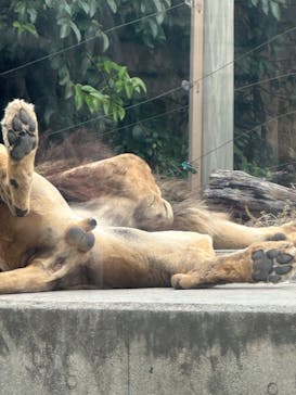 東武動物公園に投稿された画像（2023/5/14）