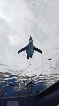 サンシャイン水族館に投稿された画像（2023/5/14）