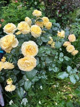 横浜イングリッシュガーデンに投稿された画像（2023/5/14）